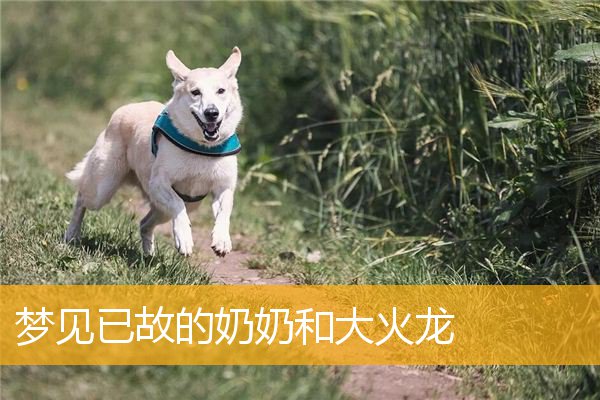 梦见已故的奶奶和大火龙