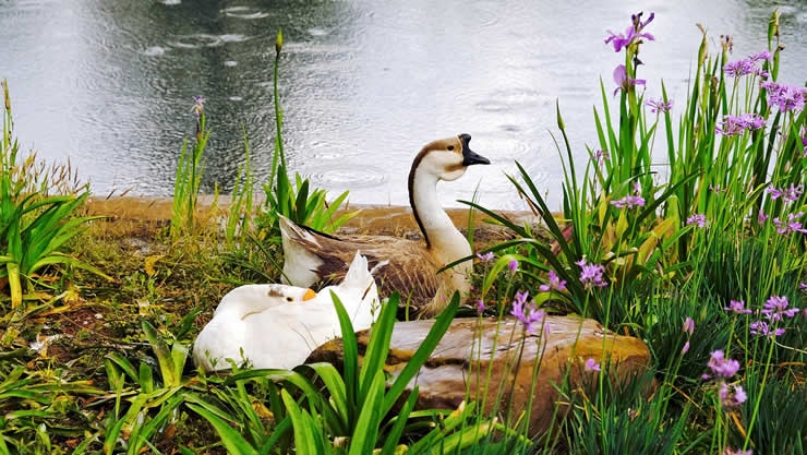 什么是梅花易数中的“禽类占 ”？