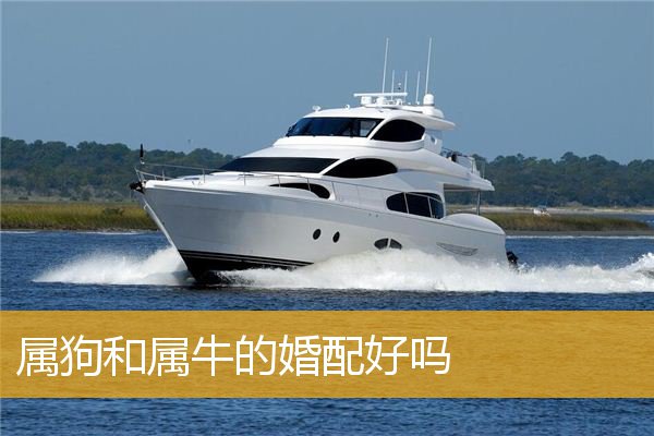 属狗和属牛的婚配好吗