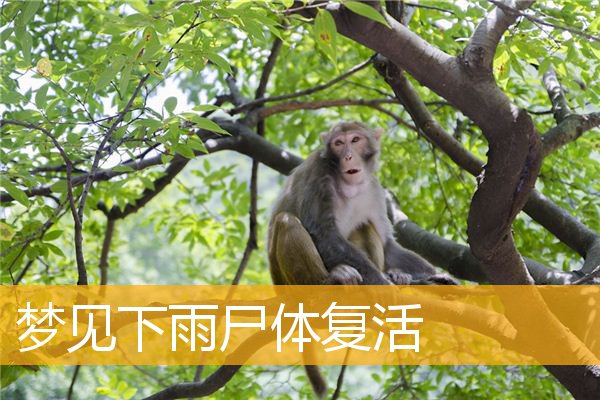 梦见下雨尸体复活