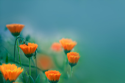 好听有创意花茶名字大全 花芷颜（花和芷都是美好的事物，寓意花的容颜）