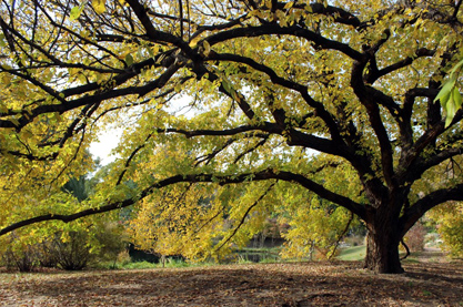 给蔬菜注册个霸气的商标 吉利招财的店铺起名