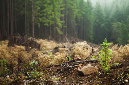 2022年10月4日出生是什么命 重阳节霸气的虎年男宝宝名字