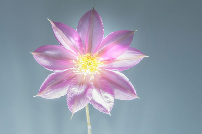 2023年5月份出生的兔宝宝起名 属兔男孩阳刚大气的名字