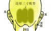 骨相大全——连璧三寸枕骨