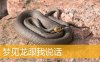 梦见龙跟我说话