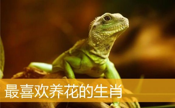 最喜欢养花的生肖